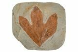 Fossil Sycamore Leaf (Macginitiea) - Montana #215520-1